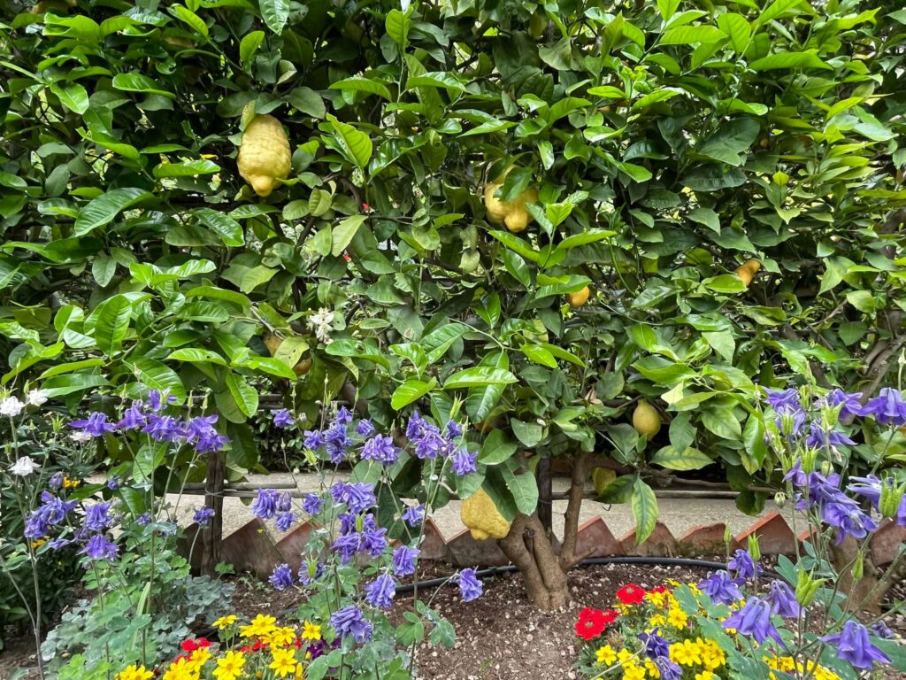 BUGGIANO CASTELLO LIMONI 2