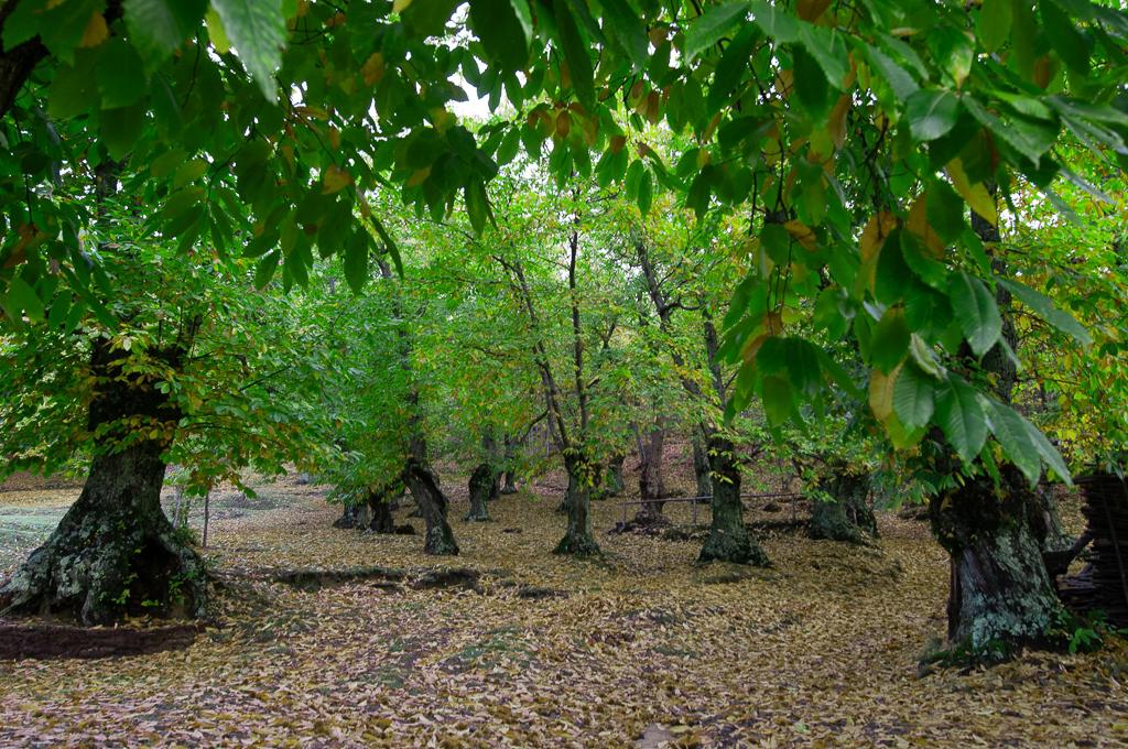 LA SELVA SECOLARE DI VIVAIO (PT) IN ESTATE
