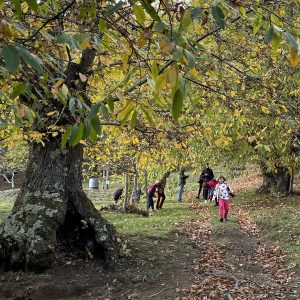 la selva di Vivaio