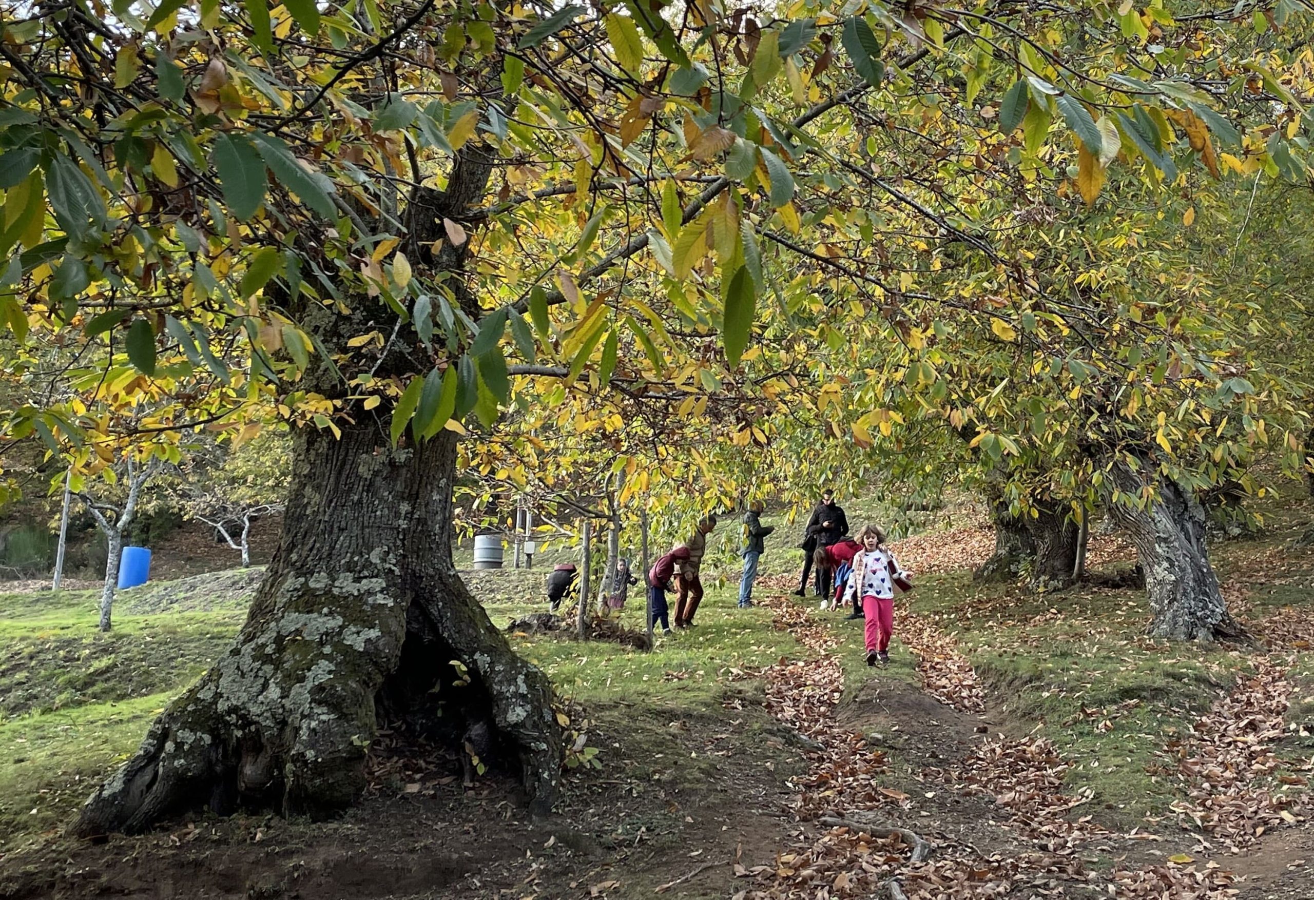 la selva di Vivaio